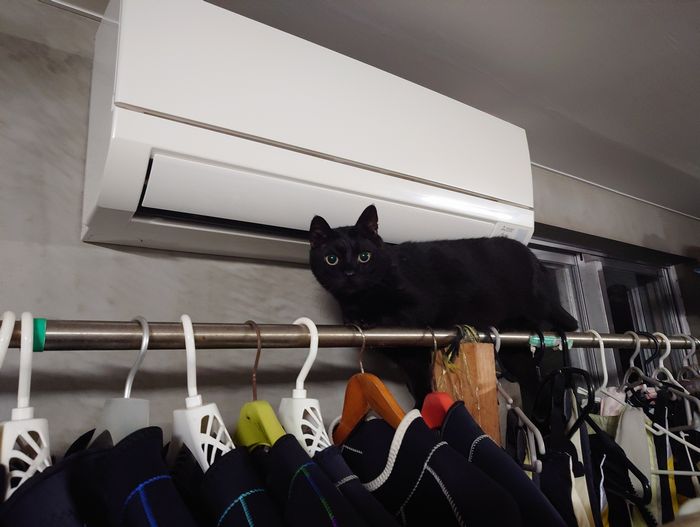 クロタマも高いところへ。。。ネコ