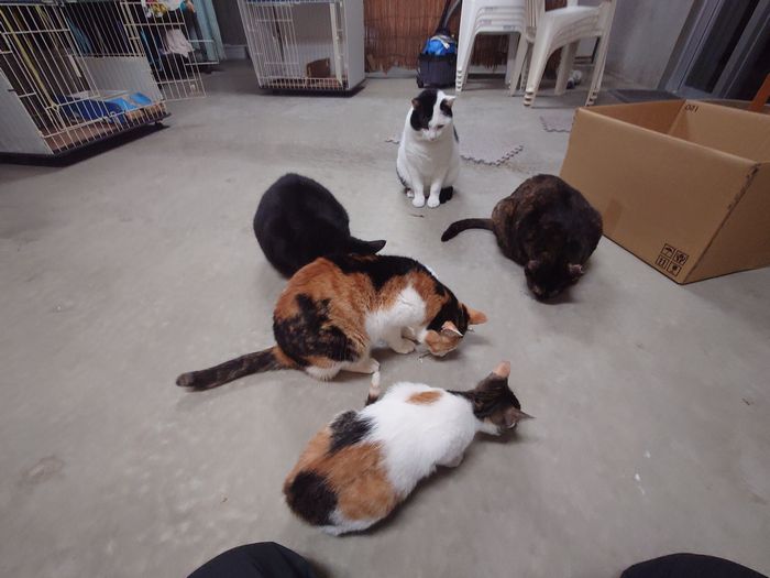 ほら、あっという間に大集合で