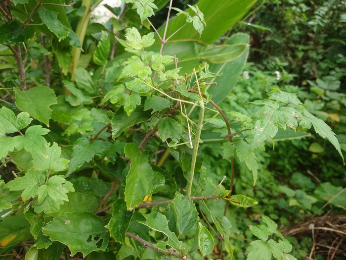 ナナフシさんの登場