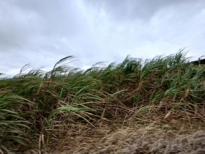 サトウキビが倒れてるし