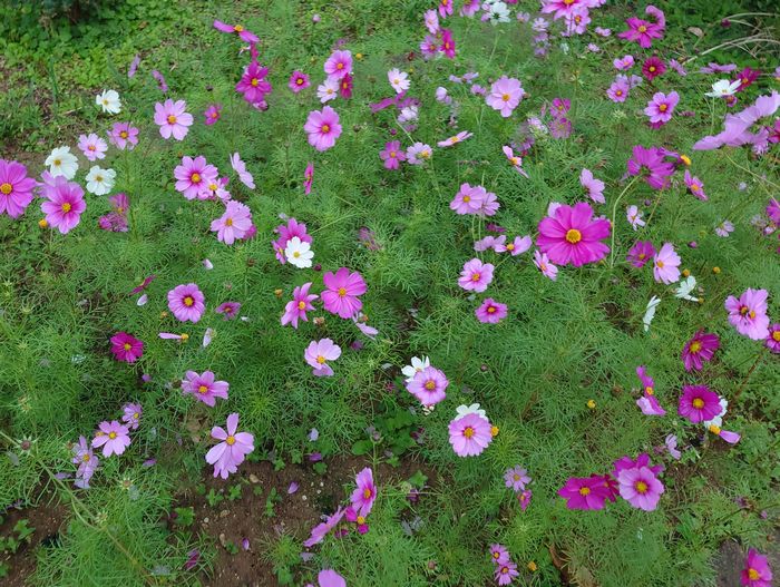 コスモスの開花