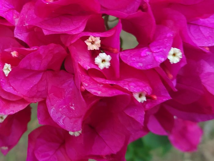 ブーゲンビリアの花