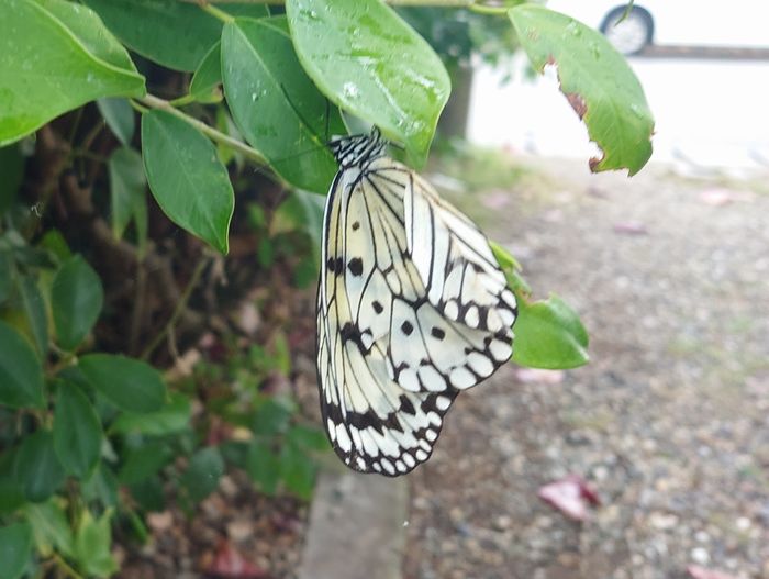 オオゴマダラ、寒そう