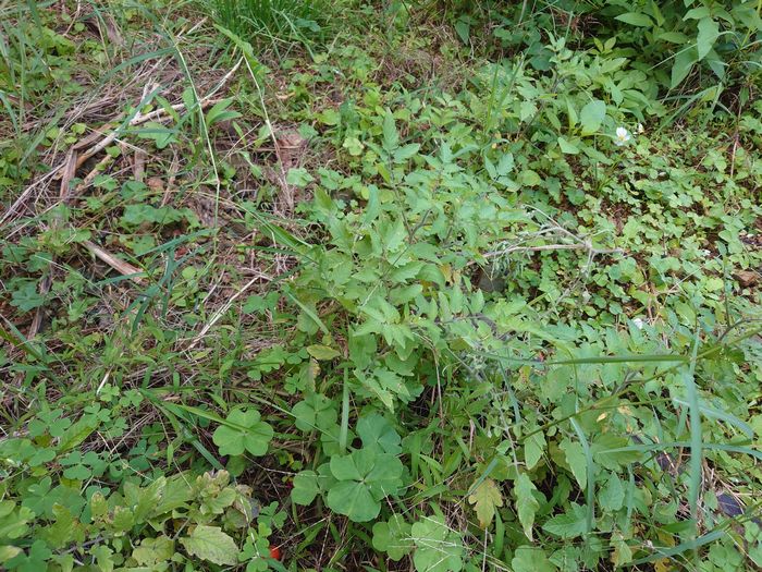 トマトが成長しているし