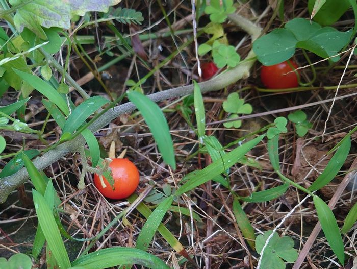 赤くトマトなっています。