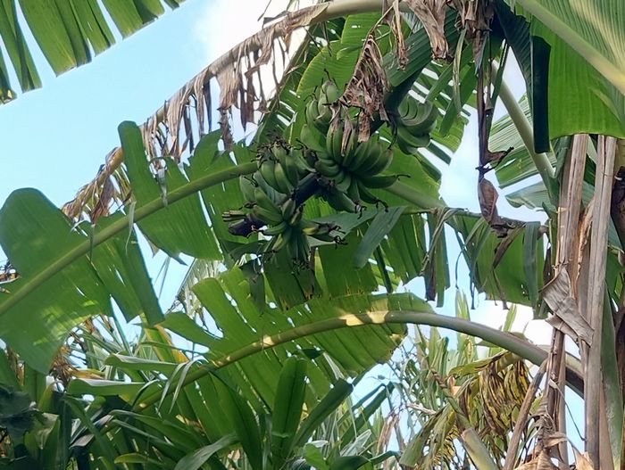 島バナナ。太くならない。