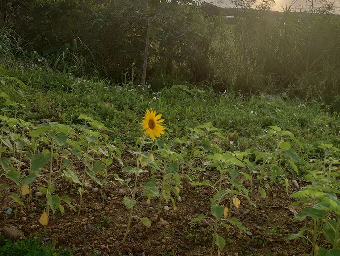 1月にしてひまわりの開花