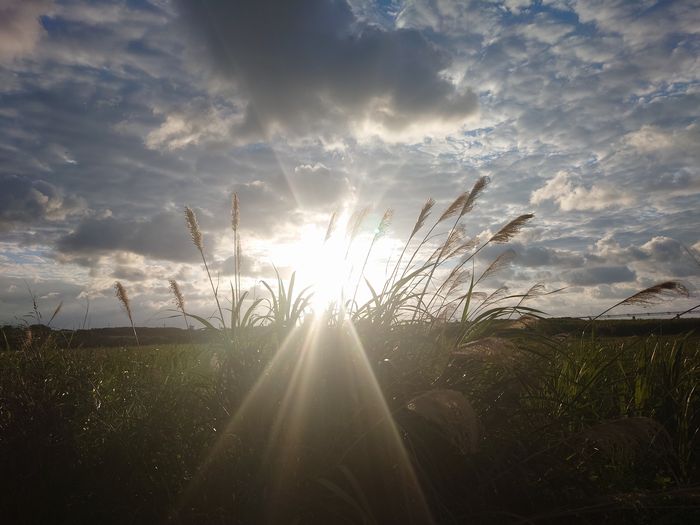 朝日に照らされるススキ