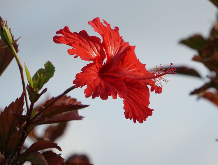 たしかこれはハイビスカスの原種