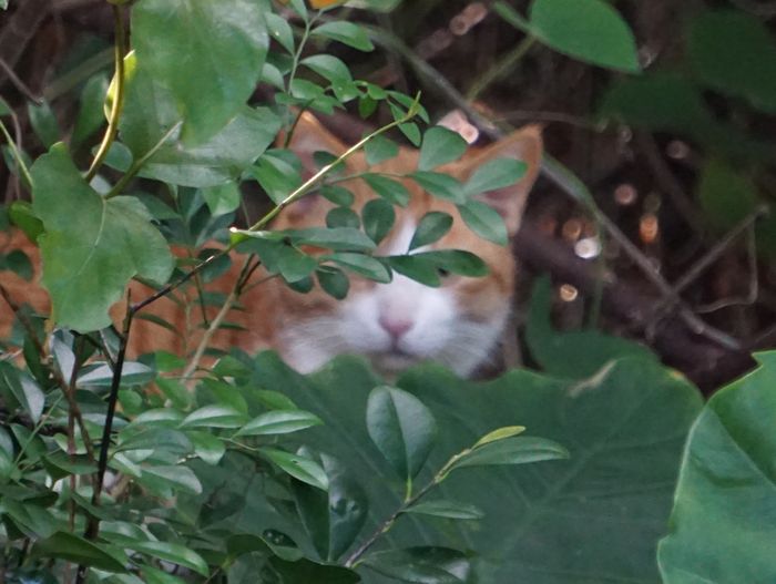 脱走ネコ!?目線モザイク