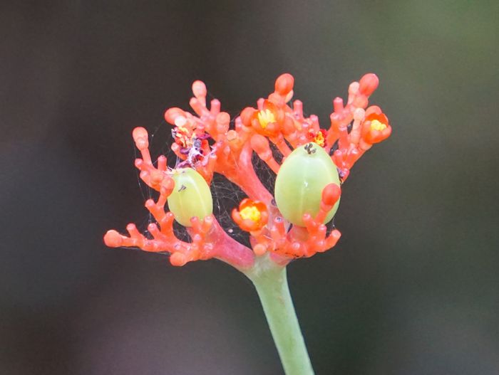 サンゴ花、開花しました