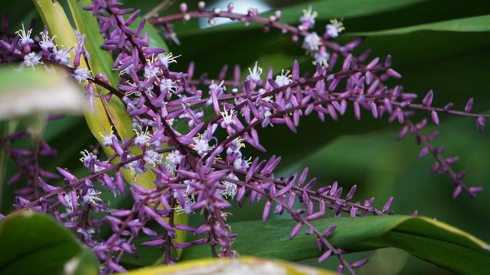ヤギのエサ。センネンボクの花
