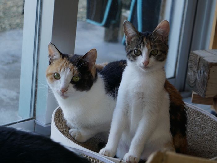 看板猫、ツートップ　ネコ