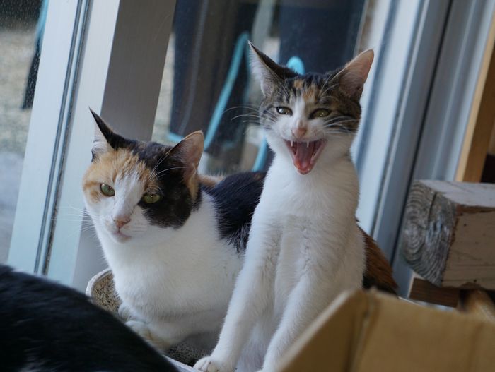 大きなあくびで　ネコ