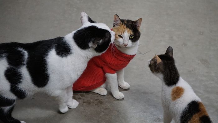 水納気になるご様子。。。ネコ