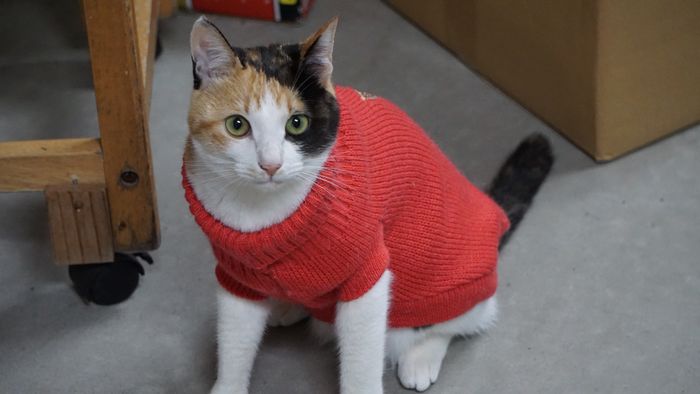 寒がりトロコさんは　ネコ