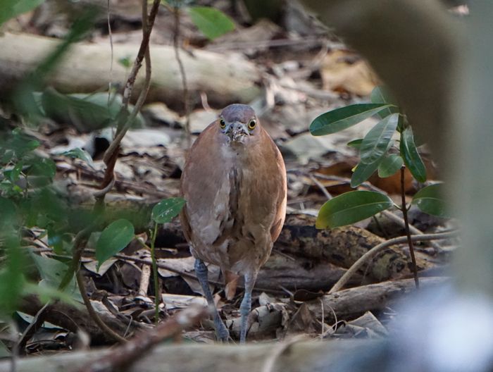 正面顔のミゾゴイさん