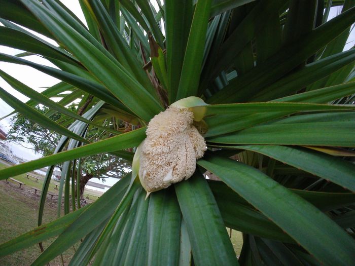 花が咲いていますね！タコノキ