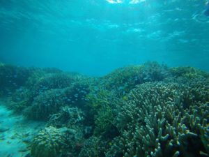 冬の晴れは絶景が確約、夢のひとときシュノーケリング！楽しみました！