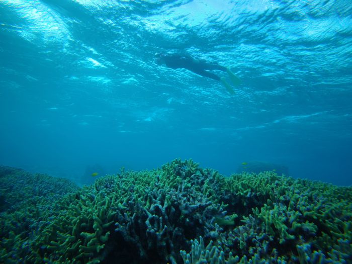 サンゴわしゃわしゃ