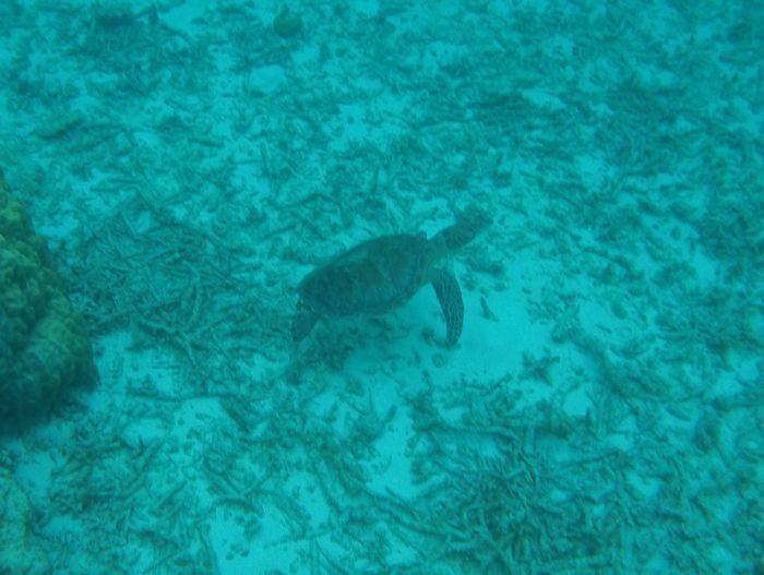 ウミガメさんの登場