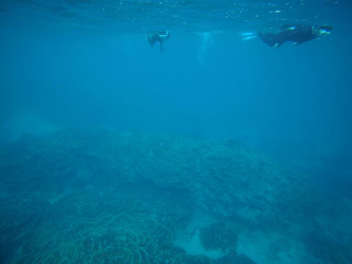 キッカサンゴを楽しむ