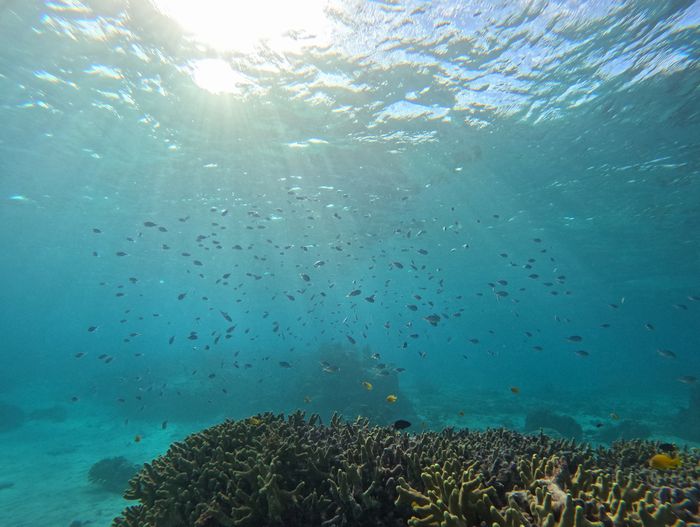 冬の水中世界は竜宮城