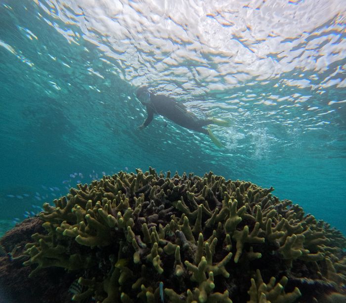 浅瀬のサンゴを楽しむ