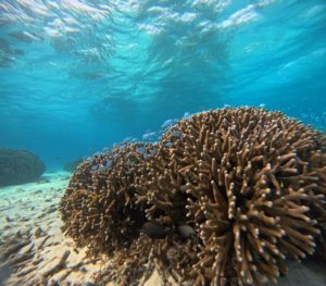 石垣島旅行最終日、18時発フライト前にシュノーケリング！