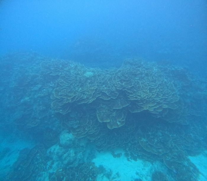 深場のサンゴも