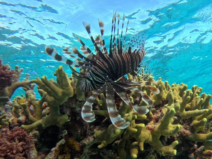 ハナミノカサゴの登場