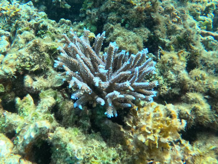 青いさんご礁
