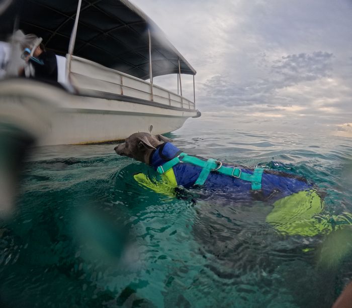 海にドボンと入る！ペット