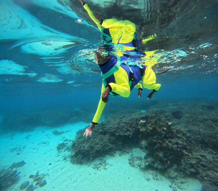 これぞ本物の犬かき！ペット