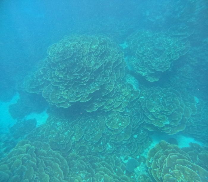 キッカサンゴでは