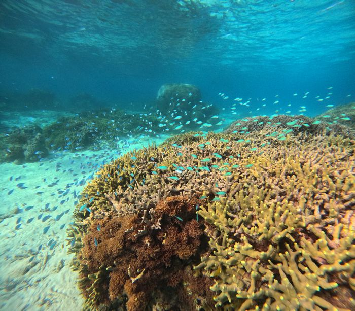 サンゴとお魚さんは目のまえ