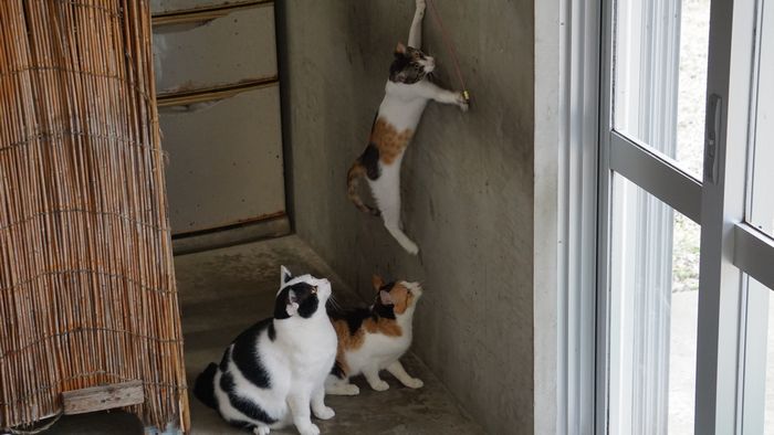 すかさずジャンプ　ネコ