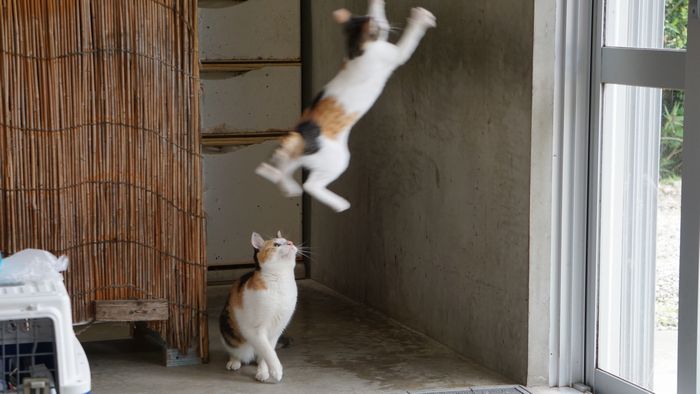 さらにジャンプ　ネコ