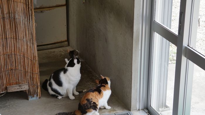 あっちむいて　ネコ