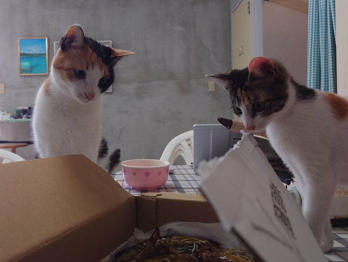 初めてみるエビにびっくり