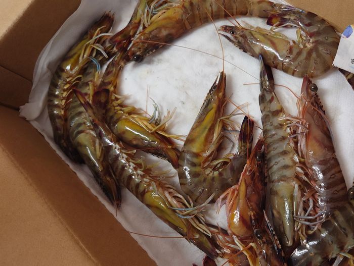 くるまエビでございます