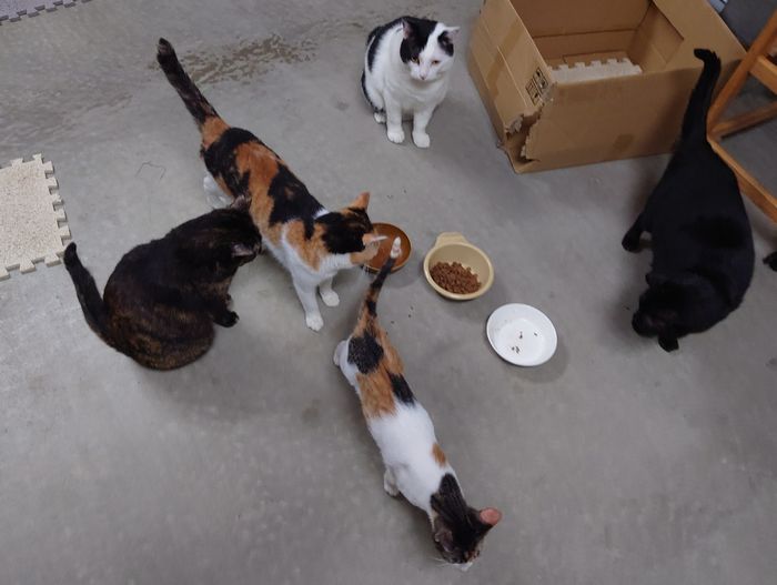 大集合のネコ達