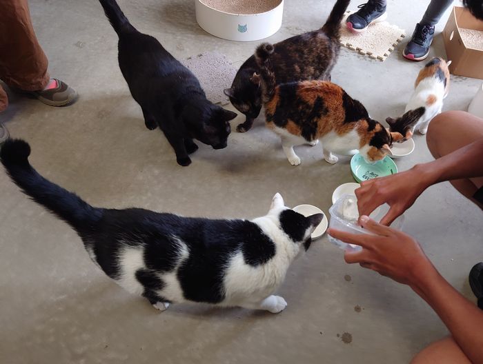 みんな興味津々、ネコ