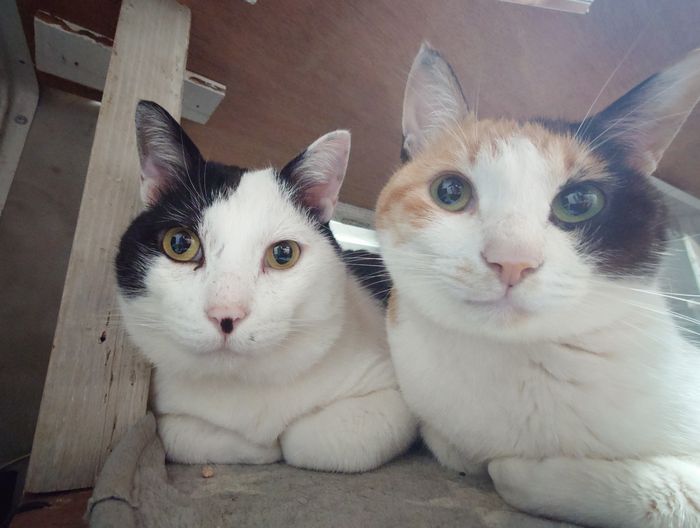 珍しいペアです