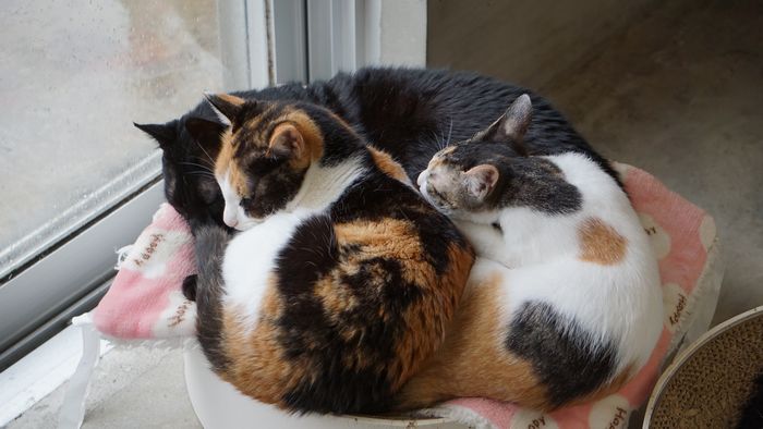 2月22日は猫の日