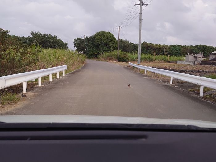 おっシロハラクイナ、