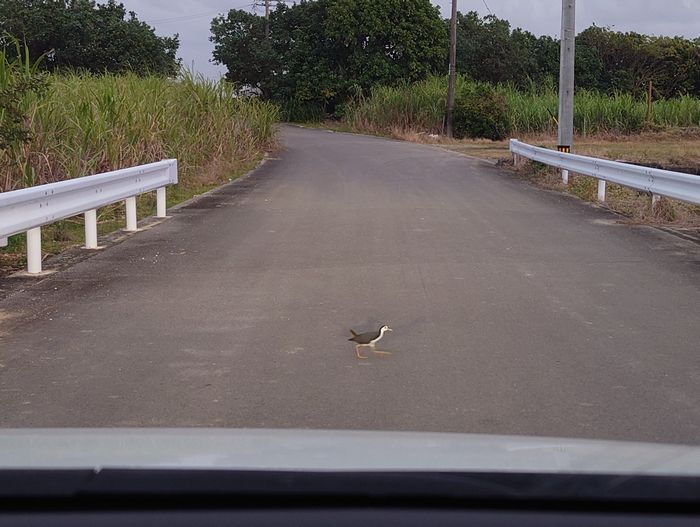 のんびり通過していくクイナさん