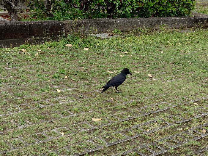 あっ!飛べないカラス。カラカラ