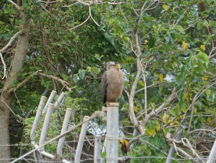 久々にカンムリワシ