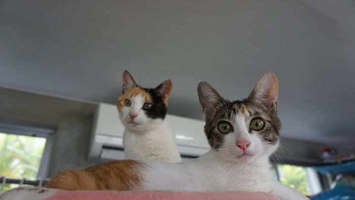 看板猫 トロとテン ネコ